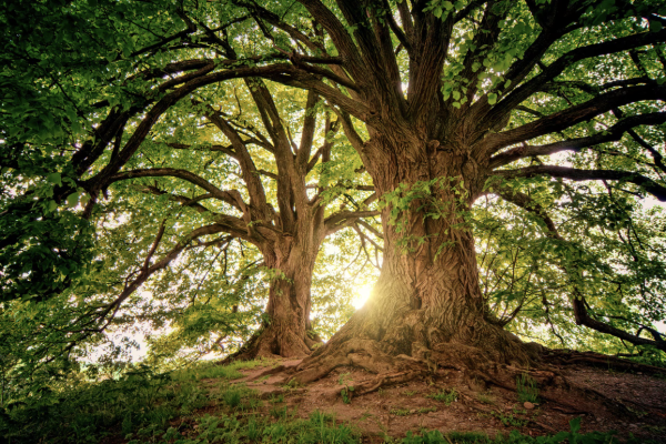 Día del Árbol 2026: por qué se celebra el 29 de abril en Colombia